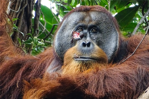 智商新高度！红毛猩猩首次被发现用药草处理伤口